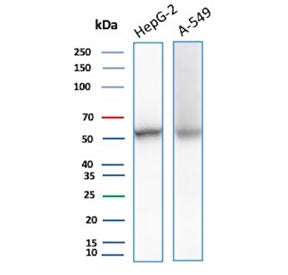 Western blot testing of human HepG2 and A549 cell lysate with NSE Gamma antibody (clone ENO/8632R). 