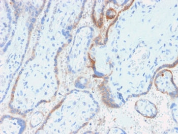 IHC testing of FFPE human placenta with HCG-beta antibody (clone rHCGb/54). Required HIER: boil tiss
