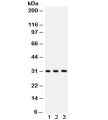 Peroxiredoxin 4 Antibody / PRDX4