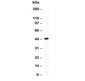 ATF2 Antibody