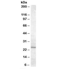 Western blot testing of human liver lysate with MTHFS antibody at 0.5ug/ml with [B] and without [A] 