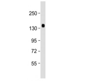 Klotho Antibody (Center Region)