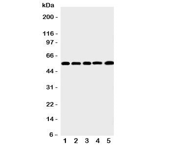 MMP12 Antibody