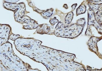 IHC staining of FFPE human placental tissue with RAE1 antibody. HIER: boil tissue sections in pH8 ED