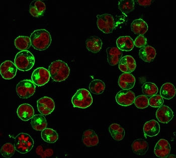 Immunofluorescence staining of human Raji cells with Pan-HLA antibody (green, clone HLA-Pan/2967R) a