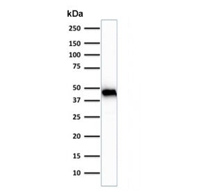 Actin Antibody / Muscle Specific