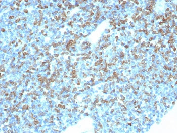 CD74 Antibody