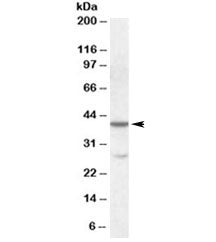 Western blot testing of K562 lysate with CBX8 antibody at 0.1ug/ml. The expected ~40kDa band and the