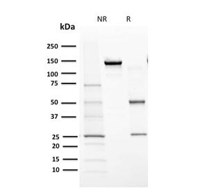 SDS-PAGE analysis of purified, BSA-free CYP1A1/1A2 antibody (clone MC1) as confirmation of integrity