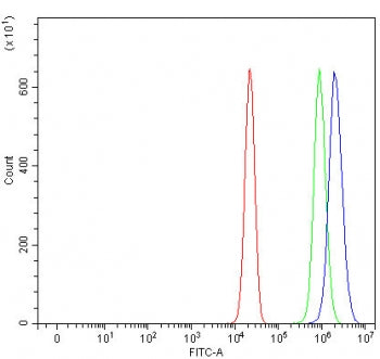 PUS7 Antibody / Pseudouridylate synthase 7