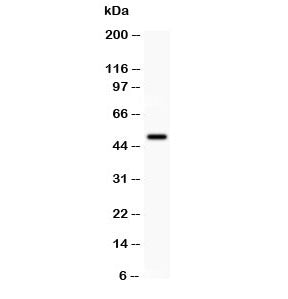 CD80 Antibody