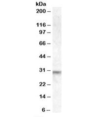 Western blot testing of human brain lysate with PRUNE2 antibody at 1ug/ml. Predicted/observed molecu