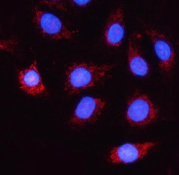 Immunofluorescent staining of FFPE human A549 cells with NDUFA5 antibody (red) and DAPI nuclear stai