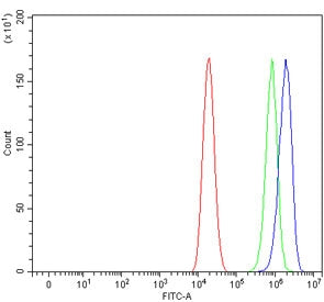 AQP11 Antibody / Aquaporin 11