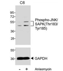 JNK/SAPK Antibody (pThr183/Tyr185)