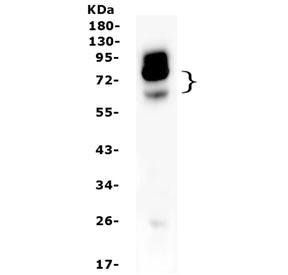 NOX4 Antibody