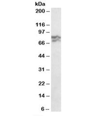 RPA70 Antibody