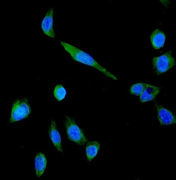 Immunofluorescent staining of FFPE human U-2 OS cells with P Glycoprotein antibody (green) and DAPI 