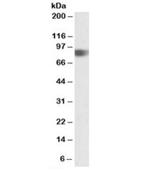 Western blot testing of human duodenum lysate with NOD1 antibody at 0.5ug/ml. Predicted molecular we
