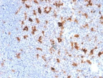 IHC staining of FFPE human tonsil tissue with SPARC antibody (clone OSTN/3761). HIER: boil tissue se