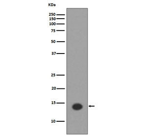 Western blot testing of lysate from human HeLa cells treated with Trichostatin A, with acetyl-Histon