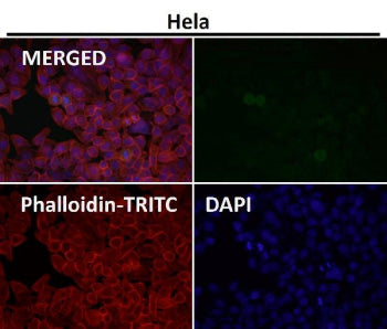 Immunofluorescent analysis using the Phospho-ULK1 (Ser556) antibody (green) at 1:50 dilution.