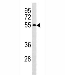 CCNB1 Antibody