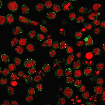 Immunofluorescent staining of human U937 cells with recombinant CD15 antibody (clone FUT4/1478R, gre