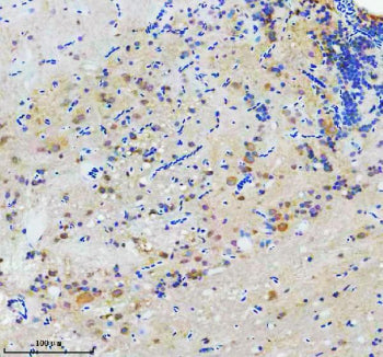 IHC staining of FFPE zebrafish brain tissue with Zebrafish Flotillin antibody, HRP secondary and DAB
