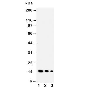 IL-3 Antibody