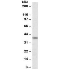 Western blot testing of K562 lysate with ATF4 antibody at 0.3ug/ml. Predicted molecular weight ~39 k