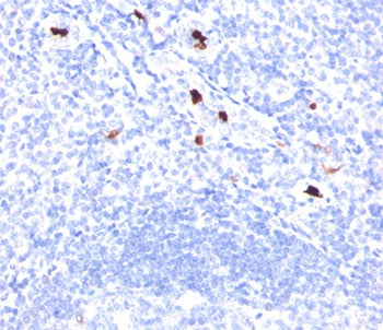 Myeloid Cell Marker Antibody