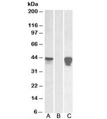 Western blot of HEK293 lysate overexpressing human SLAMF8-MYC probed with SLAMF8 antibody [0.01ug/ml