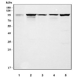 Western blot testing of 1) rat thymus, 2) mouse thymus, 3) mouse spleen, 4) mouse lung and 5) mouse 