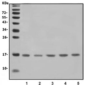 Western blot testing of human 1) K562, 2) HeLa, 3) HL60, 4) HEK293 and 5) A549 cell lysate with IFIT