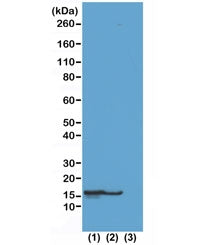 Western blot test of (1) acid extracts of HeLa cells treated with sodium butyrate, (2) acid extracts
