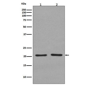 Western blot testing of 1) human 293T and 2) rat C6 cell lysate with KRAS/HRAS/NRAS antibody. Predic