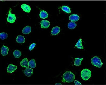 Lamin B1 Antibody