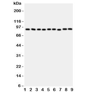 VCP Antibody
