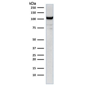 Western blot testing of human Jurkat cell lysate with CD31 antibody (clone C31.1). Expected molecula