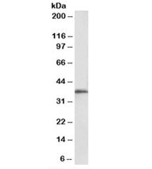 Western blot testing of KELLY cell lysate with MSI2 antibody at 0.1ug/ml. Predicted molecular weight