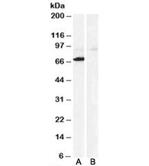 Monoamine Oxidase A Antibody