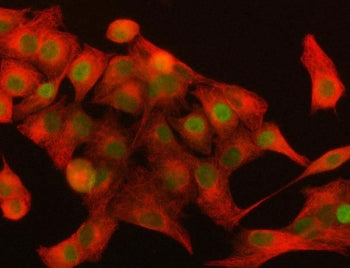 Immunofluorescent staining of FFPE human A549 cells with DAX-1 antibody (red) and Beta Tubulin mAb (
