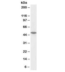 Western blot testing of Jurkat nuclear lysate with biotinylated ORC4L antibody at 0.1ug/ml. Predicte