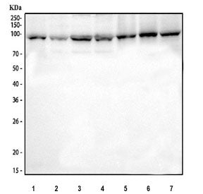 AGO2 Antibody / Argonaute 2