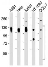 LAMP1 Antibody