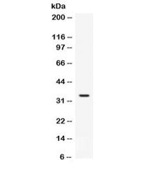 FGF23 Antibody