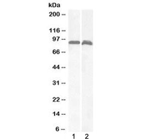 VPS35 Antibody