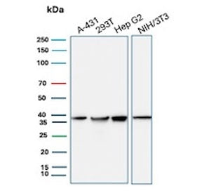 Western blot testing of human A431, 293T and HepG2 cell lysate and mouse NIH 3T3 cell lysate with PC
