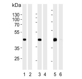 Western blot testing of human HEK293 cell lysate in the 1) absence and 2) presence of immunizing pep